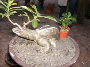 Bonsai unik berbentuk iguana yang tengah dipamerkan di Pelataran Engku Putri Batam Centre.